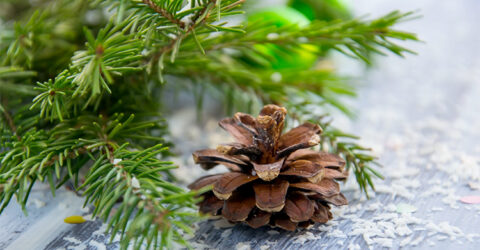 Collecte des sapins de Noël - Agglo Pays de Dreux